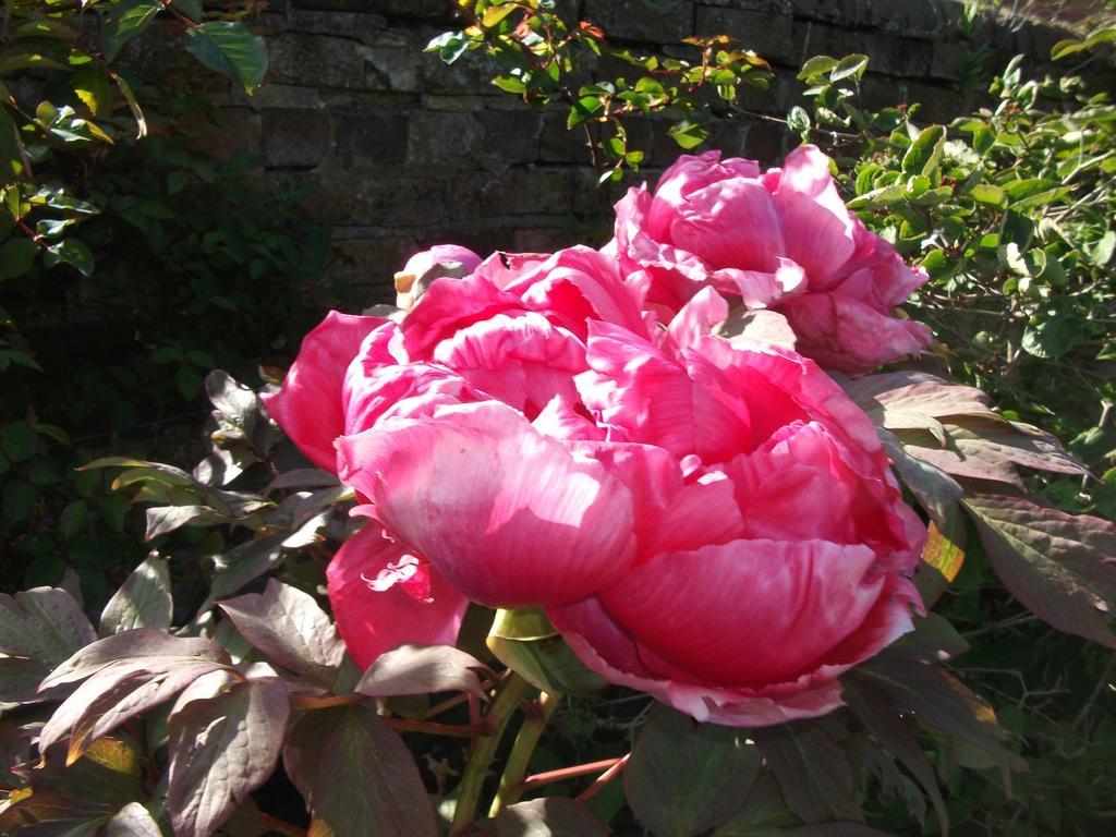 Church Farm B&B Near Telford And Ironbridge Shifnal Esterno foto